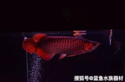 龍魚一般一天喂幾次最好：龍魚一天喂1-2次為宜