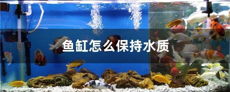 祥龍魚場水質(zhì)控制秘訣：祥龍魚場在水質(zhì)管理方面的有效策略揭示了其維持水質(zhì)的核心技術(shù)