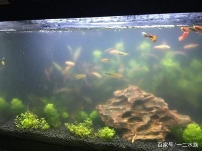 祥龍魚場水質(zhì)控制秘訣：祥龍魚場在水質(zhì)管理方面的有效策略揭示了其維持水質(zhì)的核心技術(shù)