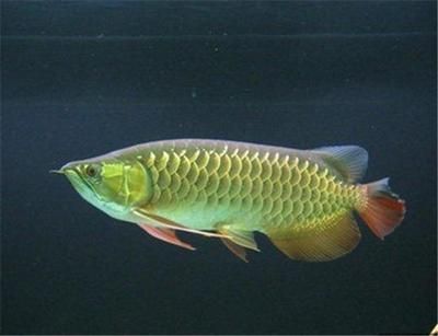 觀賞紅龍魚價格表大全（紅龍魚價格表）