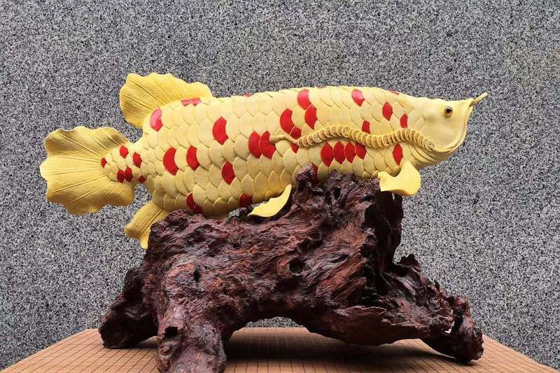 金龍魚是金魚嗎