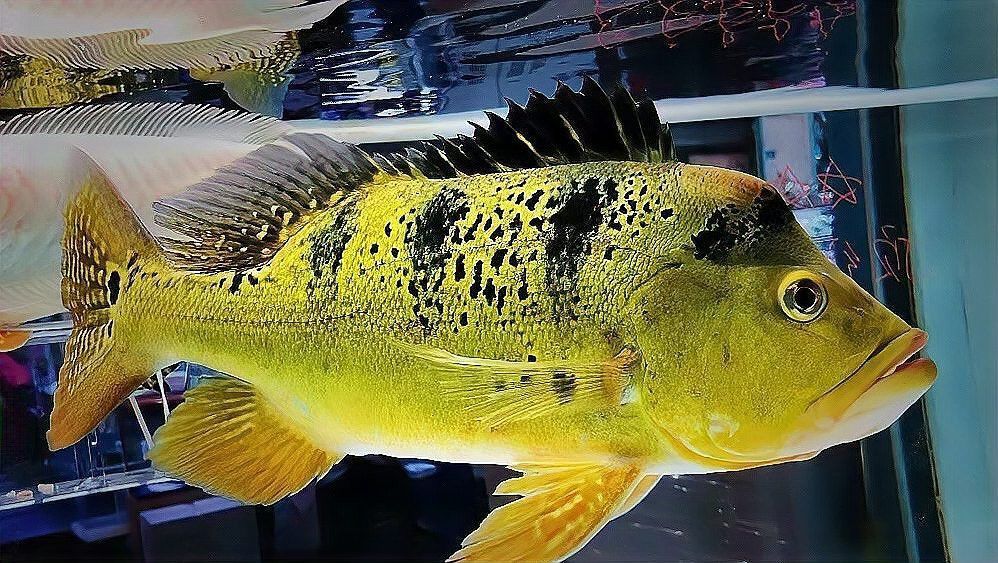 金龍魚是金魚嗎