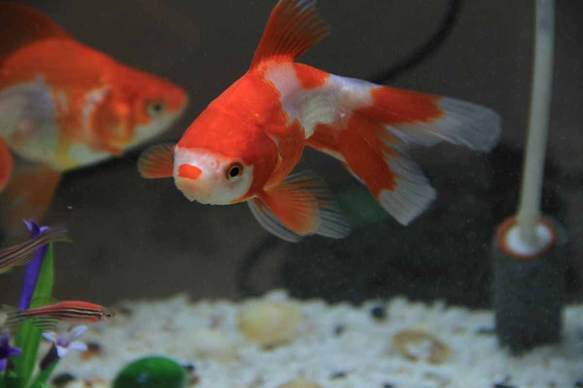 金龍魚是金魚嗎