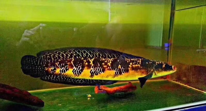 金龍魚與虎魚混養好不好呀視頻：金龍魚與虎魚混養注意事項