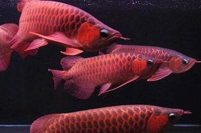 龍魚(yú)喂活魚(yú)應(yīng)該注意什么（養(yǎng)殖紅龍魚(yú)的注意事項(xiàng)）