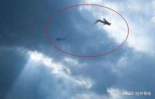 龍最尊貴三個等級