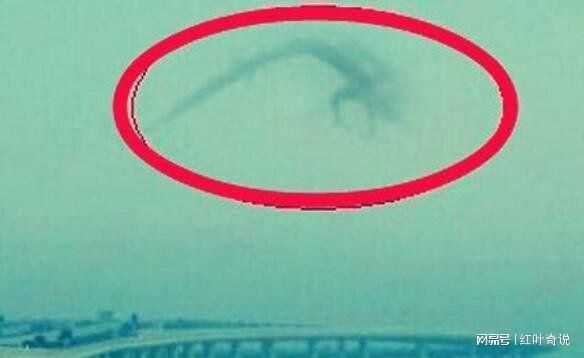 龍最尊貴三個等級