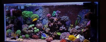 紅龍魚的頂燈和側燈哪個好:紅龍魚養殖頂燈的優點 龍魚百科 第1張 紅龍魚的頂燈和側燈哪個好:紅龍魚養殖頂燈的優點 紅龍魚的頂燈和側燈哪個好:紅龍魚養殖頂燈的優點 龍魚百科 第1張