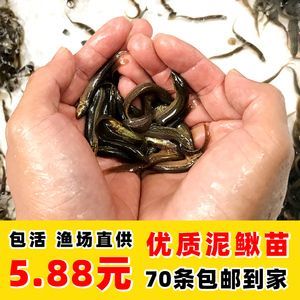 龍魚出口臺灣的最新消息視頻講解：龍魚出口到臺灣的最新動態