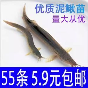龍魚出口臺灣的最新消息視頻講解：龍魚出口到臺灣的最新動態