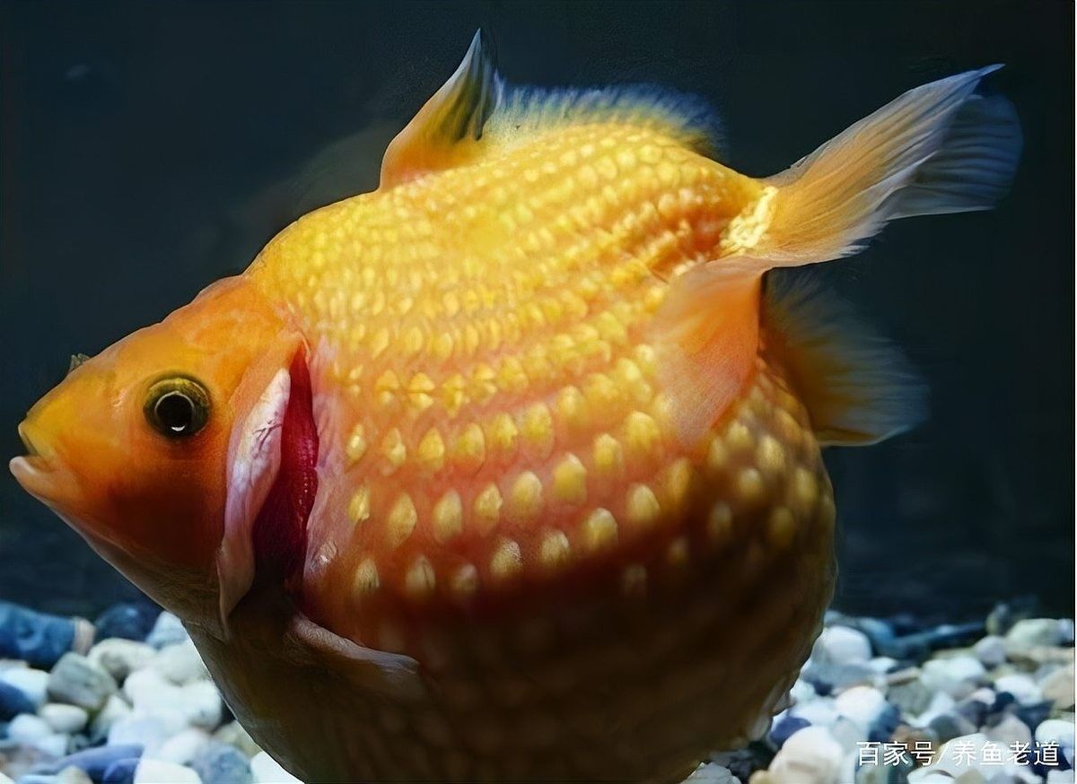 銀龍魚翻鰓癥手術風險大嗎？