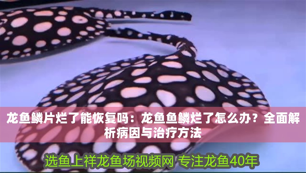 龍魚鱗片爛了能恢復嗎：龍魚魚鱗爛了怎么辦？全面解析病因與治療方法