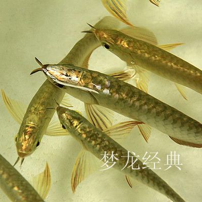 龍魚身上的芯片是什么，龍魚身上的芯片是什么？