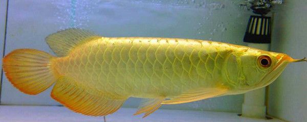 龍魚身上的芯片是什么，龍魚身上的芯片是什么？