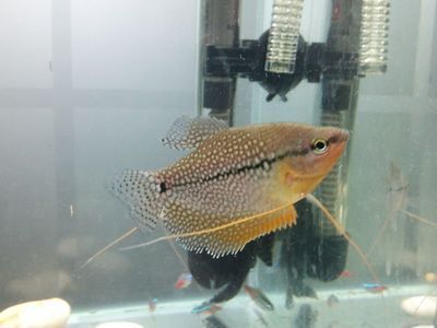黃曼龍魚好養嗎：關于黃曼龍魚飼養的一些問題