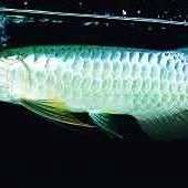 古典藍(lán)底過(guò)背金龍魚(yú)的最大能長(zhǎng)多大？