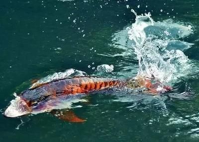 龍魚浮頭游動無力：30篇龍魚浮頭游動無力龍魚浮頭游動無力龍魚浮頭游動無力