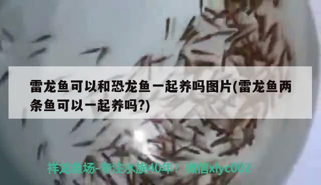 雷龍魚可以和恐龍魚一起養嗎，雷龍魚可以和恐龍魚一起養嗎？