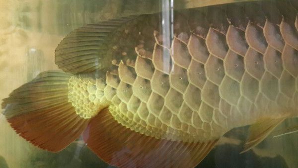 金龍魚3天不吃東西（家里養龍魚不吃東西怎么辦）