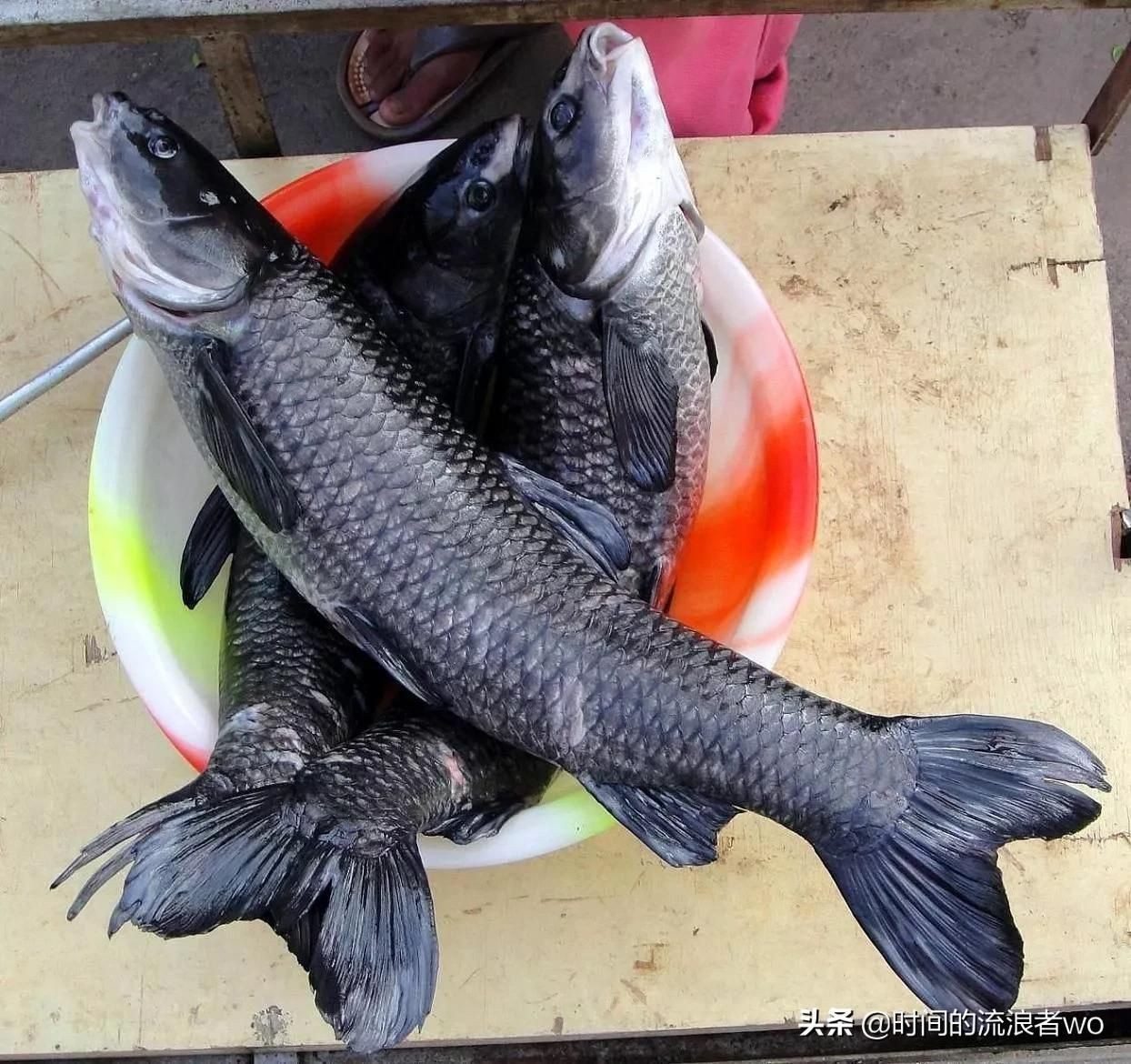 釣龍魚用什么餌料最好