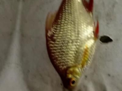 龍魚搭配泰國鯽：龍魚與泰國鯽在養殖中的搭配效果分析龍魚與泰國鯽混養的最佳比例