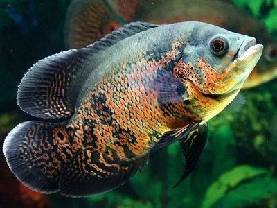 龍魚搭配泰國鯽：龍魚與泰國鯽在養殖中的搭配效果分析龍魚與泰國鯽混養的最佳比例