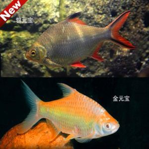龍魚搭配泰國鯽：龍魚與泰國鯽在養殖中的搭配效果分析龍魚與泰國鯽混養的最佳比例