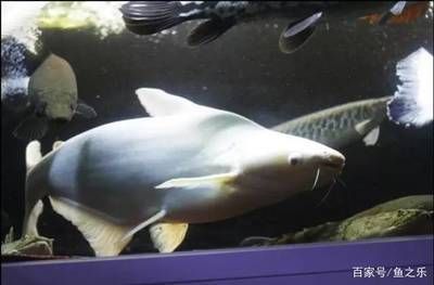 龍魚與白鯊混養的可能性（龍魚和白鯊可以混養嗎？）