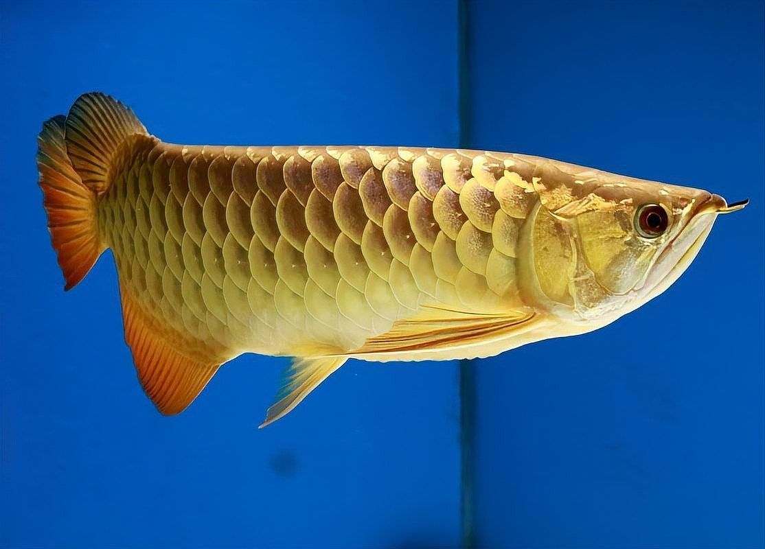 高背金龍魚發(fā)色不均勻的原因