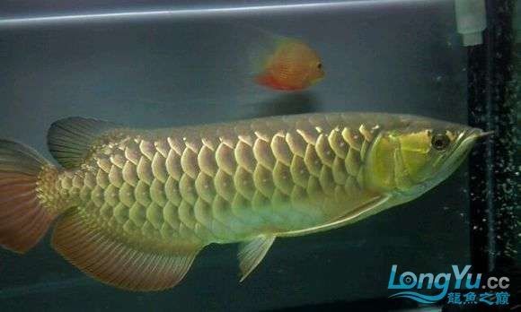 高背金龍魚發(fā)色不均勻的原因