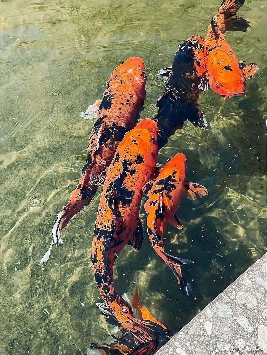 龍魚鱗黑會自愈嗎？