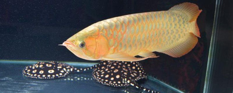 龍魚鱗黑會自愈嗎？