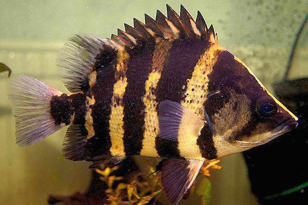 龍魚適應多少度水溫：龍魚適應溫度是多少攝氏度？科學飼養指南