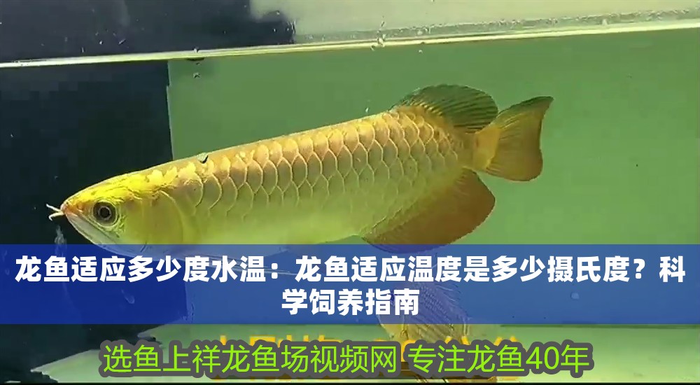 龍魚適應多少度水溫：龍魚適應溫度是多少攝氏度？科學飼養指南