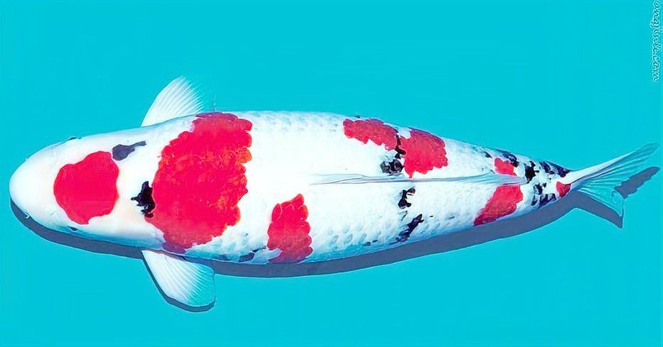 錦鯉是金魚嗎？