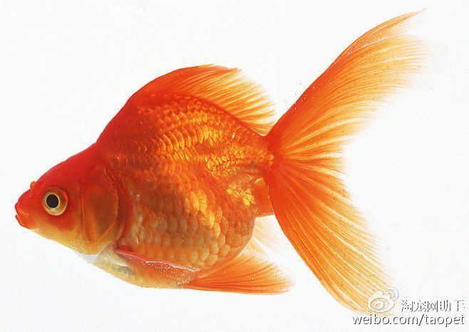 錦鯉是金魚嗎？