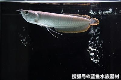 龍魚喂食小魚仔好不好養：龍魚喂食小魚仔可行嗎