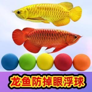 預(yù)防龍魚掉眼乒乓球：如何預(yù)防龍魚掉眼？