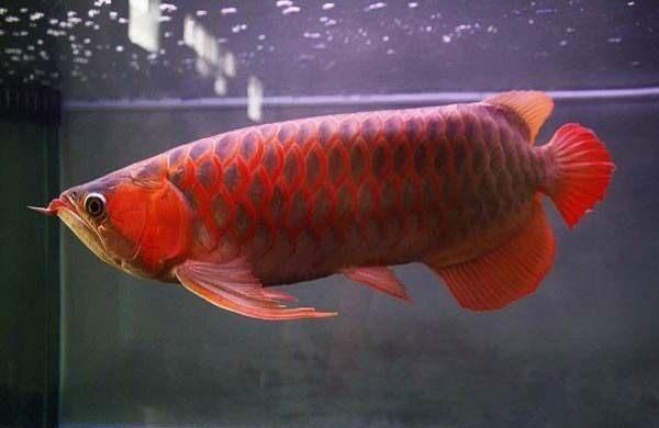 養紅龍魚注意事項:魚缸養3條金龍魚6條紅龍魚好嗎