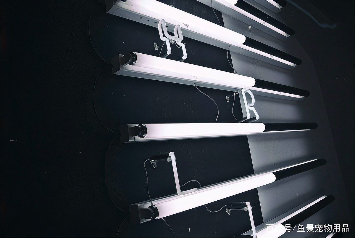 龍魚專用燈不是紫外線燈吧嗎怎么回事
