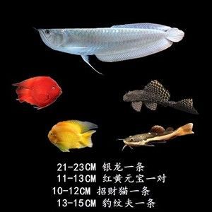 購買金龍魚苗注意事項(xiàng)和細(xì)節(jié)（購買金龍魚苗注意事項(xiàng)和細(xì)節(jié)和注意事項(xiàng)和細(xì)節(jié)告訴你）