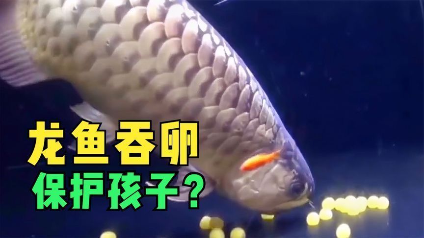 幾百萬的龍魚：\"幾百萬的龍魚\"