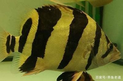 什么龍魚最大最好養：什么龍魚最大且最好養
