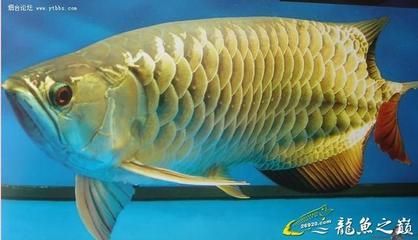 什么龍魚最大最好養：什么龍魚最大且最好養