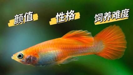 金龍魚湖南經銷商電話號碼：金龍魚湖南經銷商電話號碼如何查詢？
