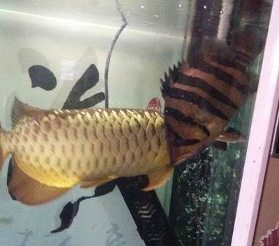 廣州水族批發市場祥龍魚場電話號碼：廣州水族批發市場祥龍魚場