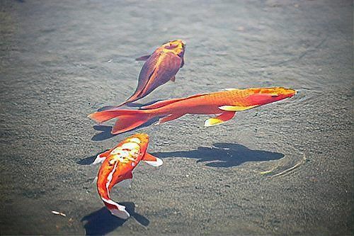 金魚6cm能長到20厘米嗎