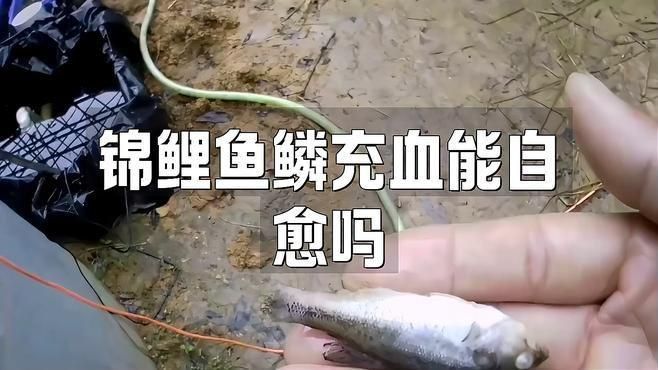 魚身上紅色淤血會自愈嗎？