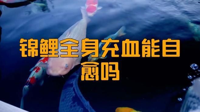 魚身上紅色淤血會自愈嗎？