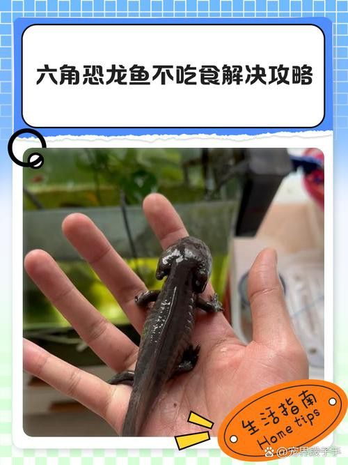恐龍魚吃東西的樣子
